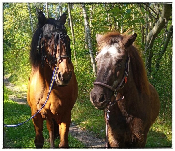 Motte und Annaz im Wald unterwegs