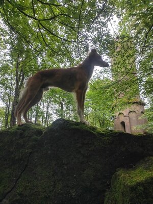Tadewi erkundet den Odenwald Tadewi